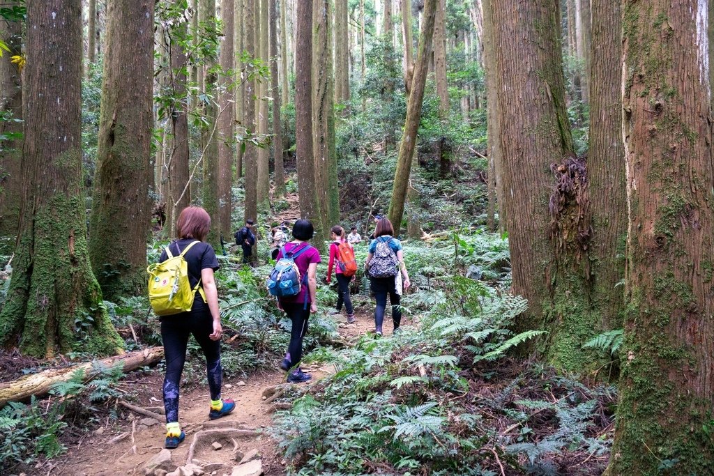 201121 [南庄] 加里山 5th 鹿場登山口往返