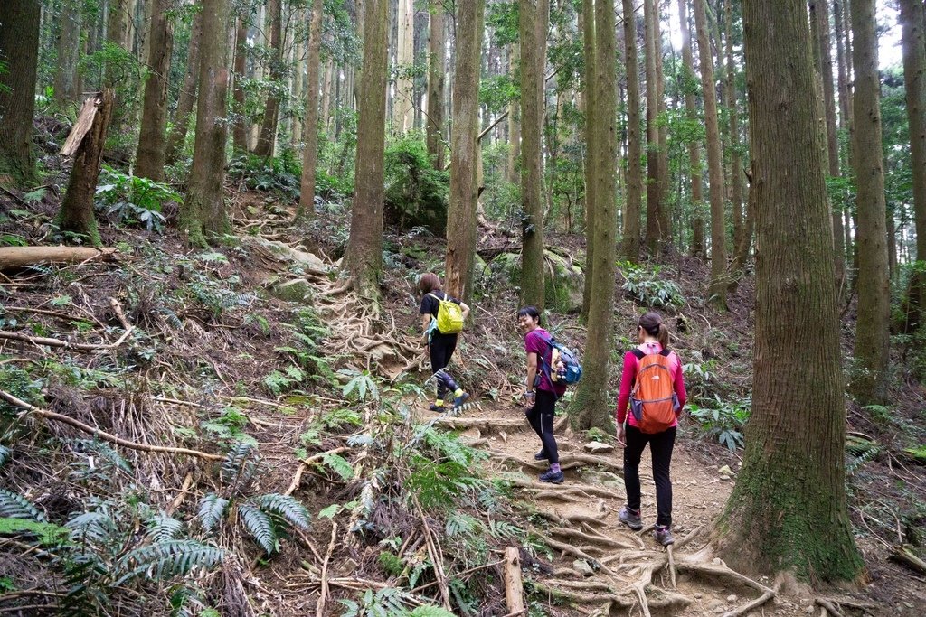 201121 [南庄] 加里山 5th 鹿場登山口往返