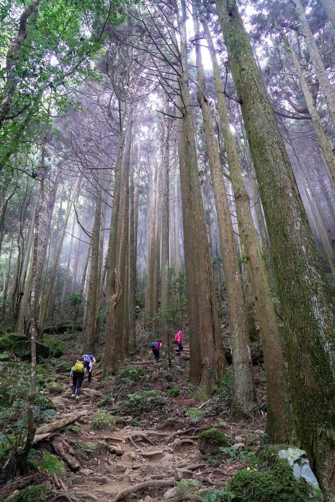 201121 [南庄] 加里山 5th 鹿場登山口往返