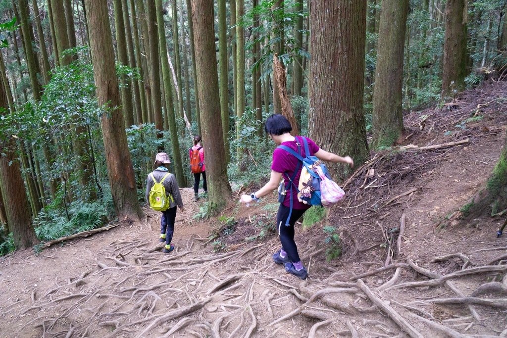 201121 [南庄] 加里山 5th 鹿場登山口往返