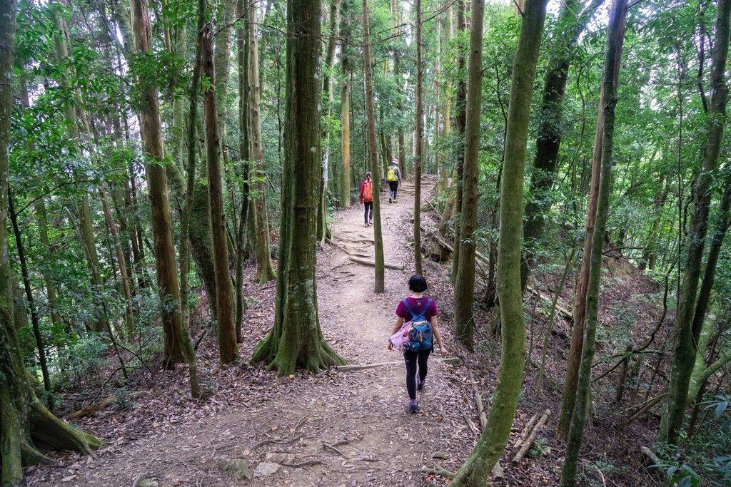 201121 [南庄] 加里山 5th 鹿場登山口往返