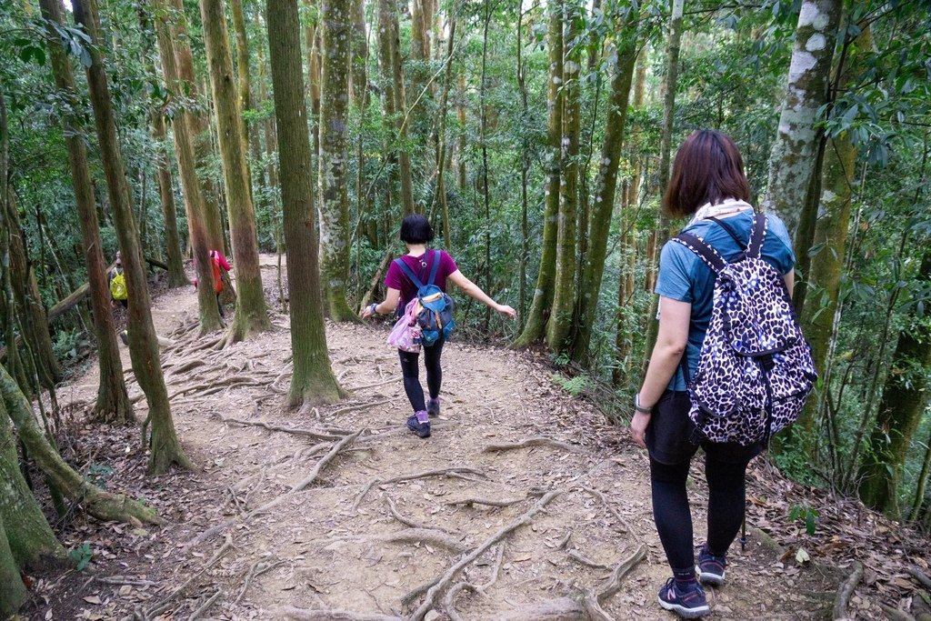 201121 [南庄] 加里山 5th 鹿場登山口往返