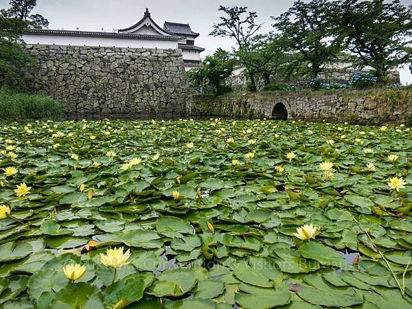 福岡舞鶴城