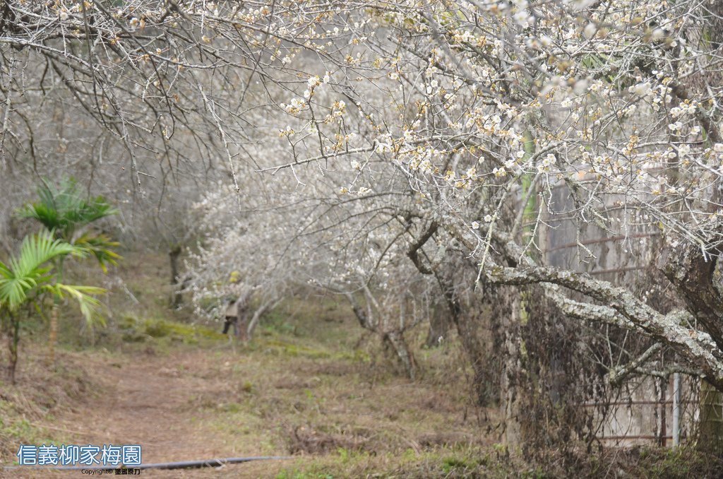 DSC_0485拷貝拷貝