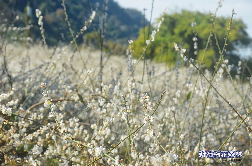 DSC_1116拷貝拷貝