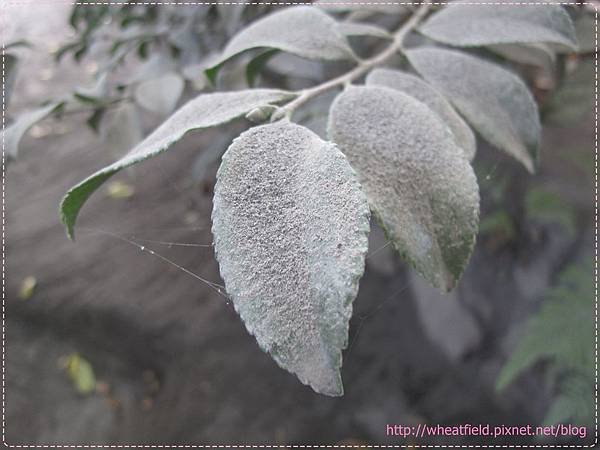 IMG_8188.JPG