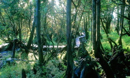 旅程隨處可見的老照片-翻拍-後山原始森林