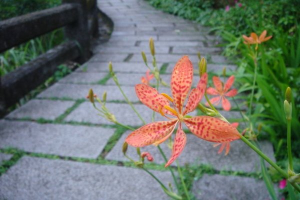 金瓜石三層橋-小花:不知名