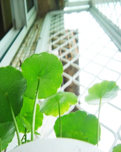 May. 6 剛醒呢~(伸)。(窗台)