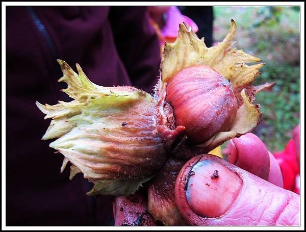 現摘Hazelnut