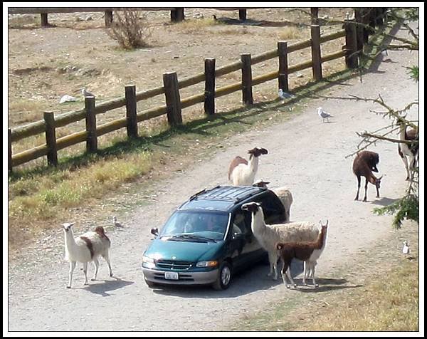 Olympic Game Farm