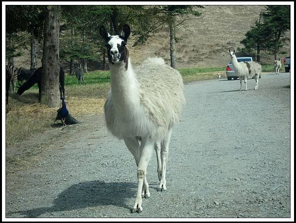 Olympic Game Farm