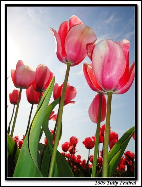 Pink Tulip