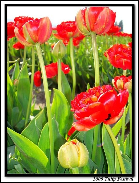 Red Tulip