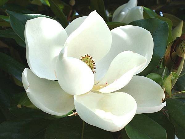【Acqua di Parma】Magnolia Nobile (金釵玉蘭)6.jpg
