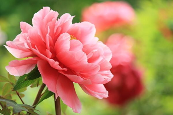 【Manos Gerakins】Pivoine (繁花牡丹)8.jpg
