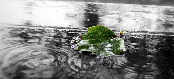 【Frederic Malle】Angeliques Sous La Pluie (雨中天使雨後當歸)6.jpg