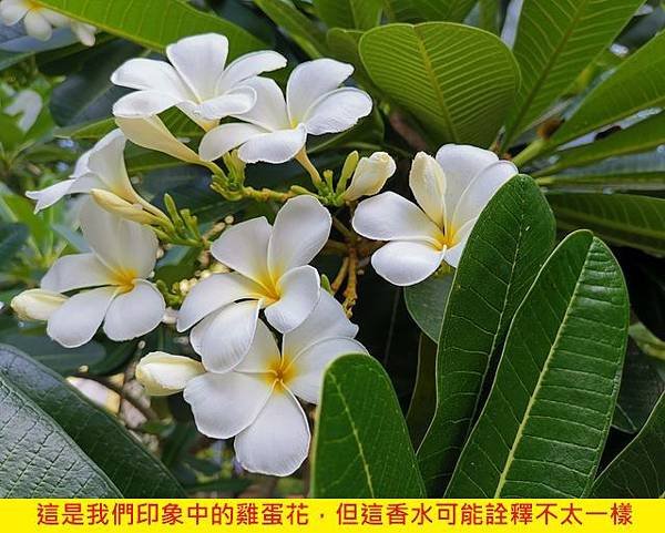 【LUSH】Frangipani (雞蛋花)4.jpg