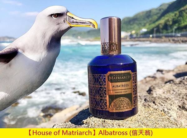 【House of Matriarch】Albatross (信天翁)1.jpg