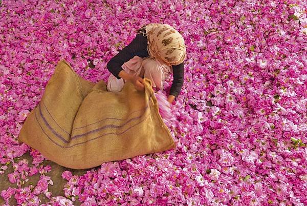 【PARFUM PRISSANA】Vallee des Roses (玫瑰谷)5.jpg