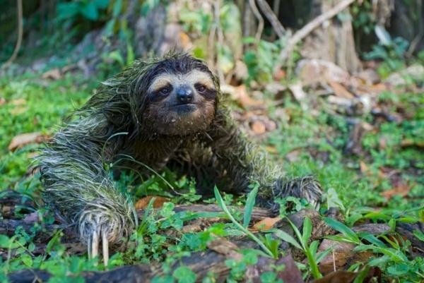 【Zoologist Perfumes】Sloth (樹懶)5.jpg