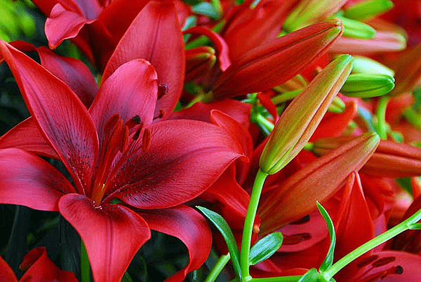 【Alexander McQueen】Blazing Lily (熾熱百合) 3.png