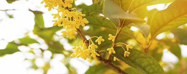 【國立台灣文學館】桂花時光 (Always Osmanthus)7.png
