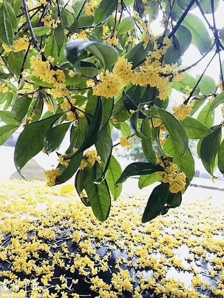 【國立台灣文學館】桂花時光 (Always Osmanthus)6.png