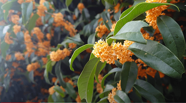 【The Perfume Oil Factory】10  Osmanthus (10號 金木犀) 6.png