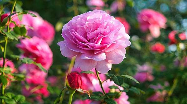【The Perfume Oil Factory】05 Rose (玫瑰) 3.jpeg