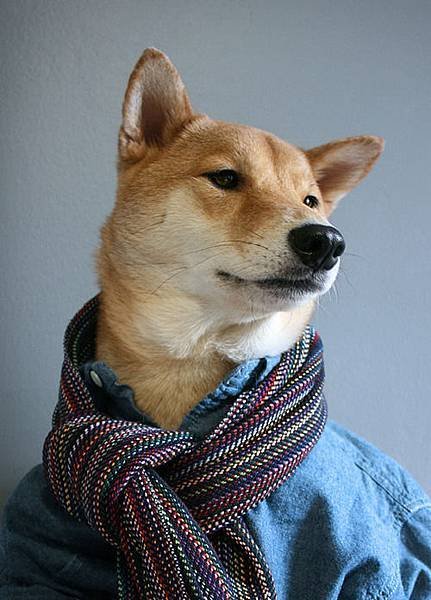 mensweardog