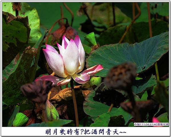 MC園藝花園逛逛