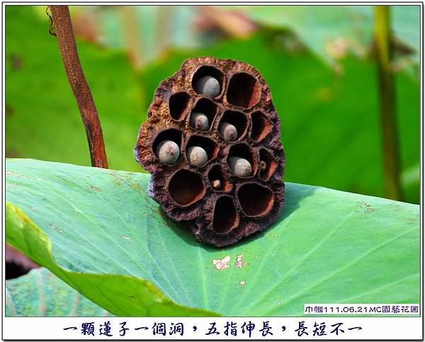 MC園藝花園逛逛