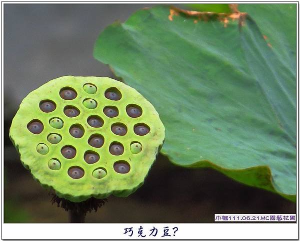 MC園藝花園逛逛