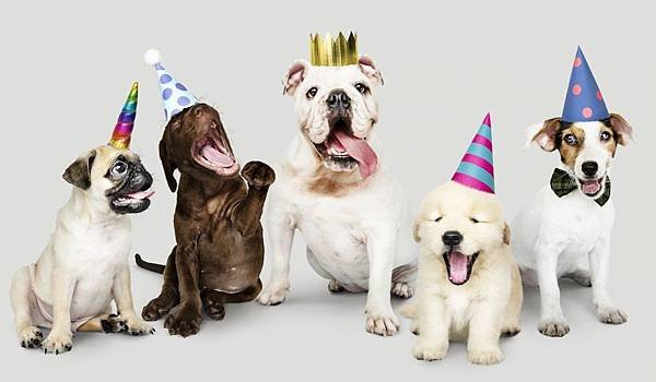 Celebrate-Your-Dog-with-a-Birthday-Pawty-1200x700.jpeg