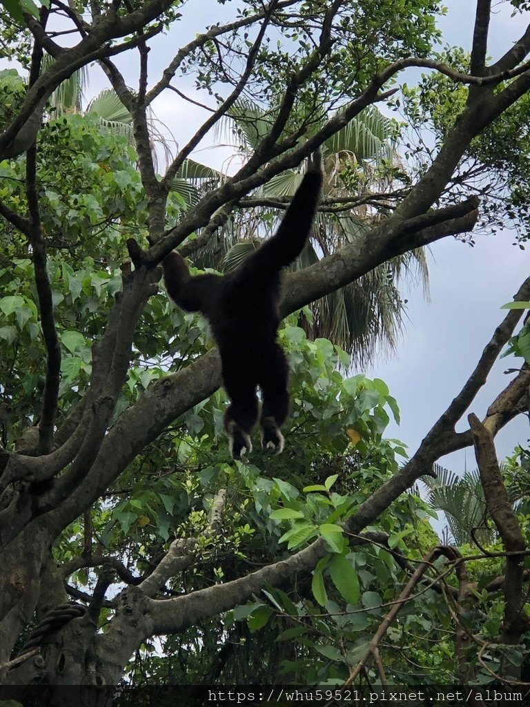 2020.5.30木柵動物園24.JPG