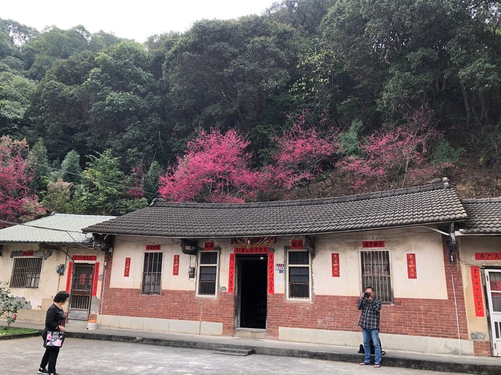 2021.2.23員林市湖水路櫻花6.JPG