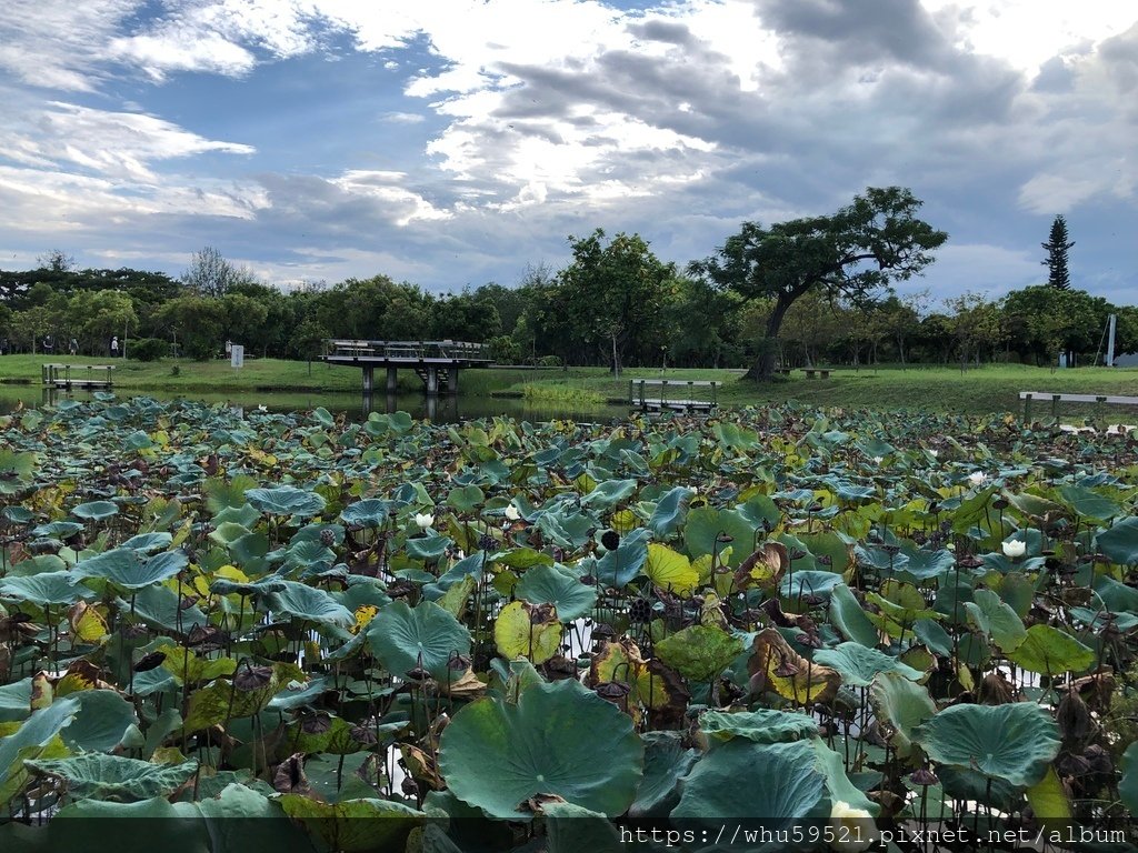 08-2021.8.3台東森林公園8.JPG