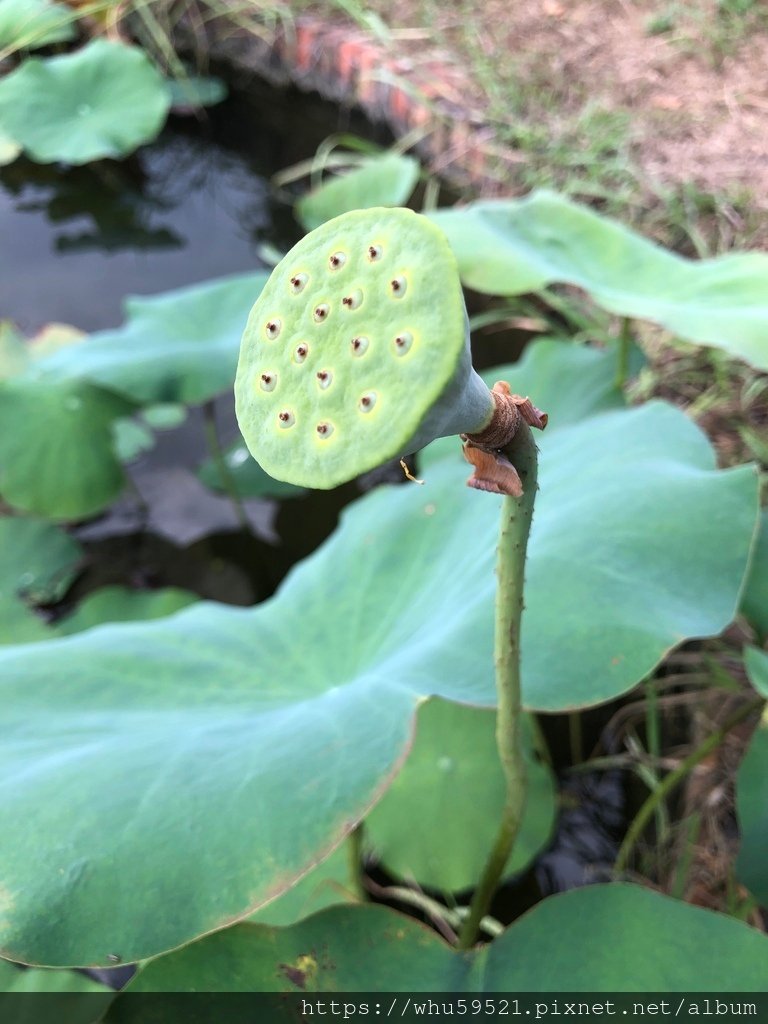 08-2021.8.3台東森林公園9.JPG