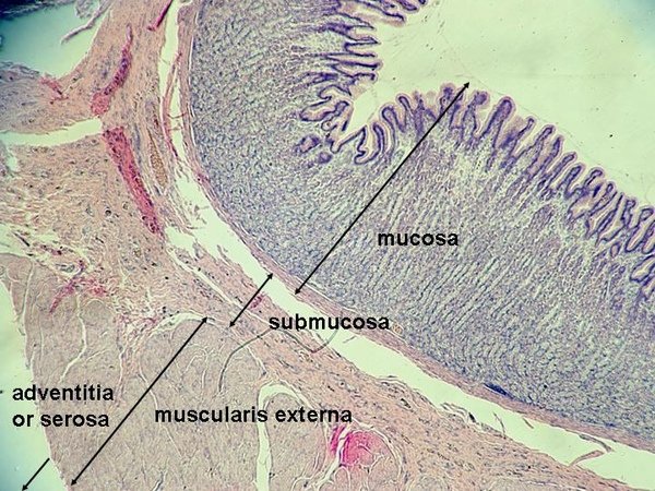 Stomach histology