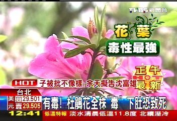 有毒！杜鵑花全株「毒」　下肚恐致死