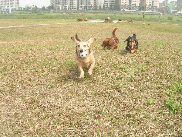 新店陽光運動公園～蹓狗趣