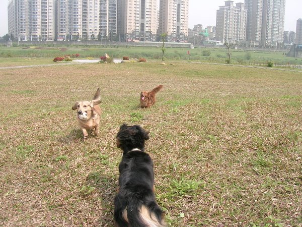 新店陽光運動公園～蹓狗趣