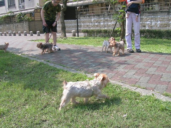 約克夏軍團（蹓狗）