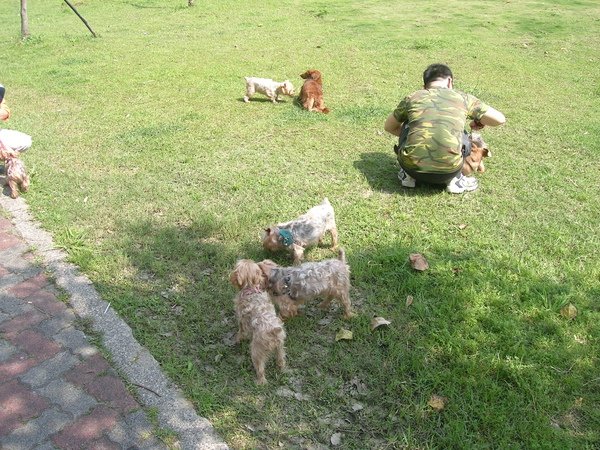 約克夏軍團（蹓狗）