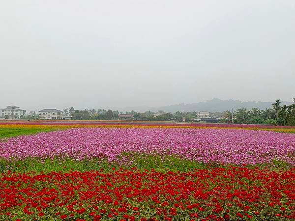 20240210年初一清晨的花海.jpg