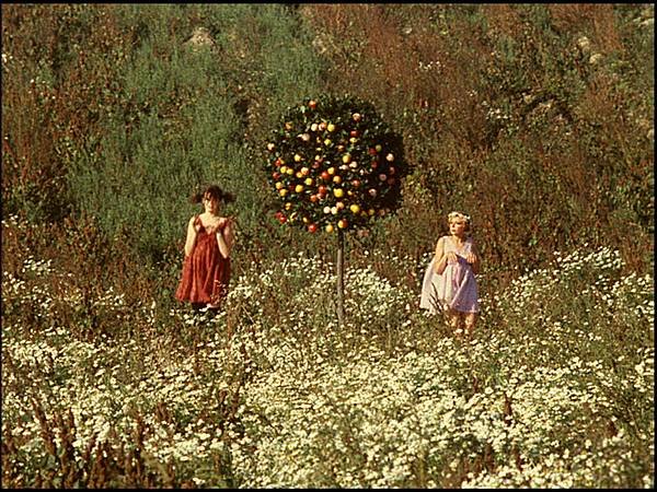 Daisies tree.jpg