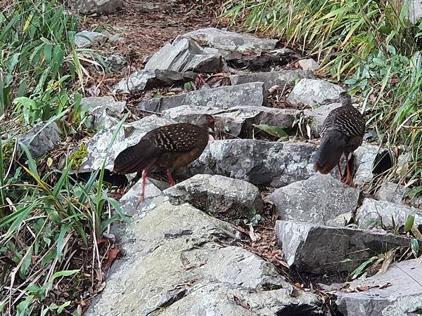 馬崙山*谷關七雄老二~五葉松、樹根路、馬崙名樹
