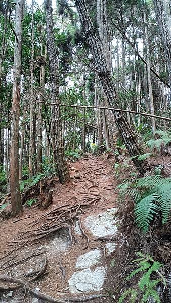 馬崙山*谷關七雄老二~五葉松、樹根路、馬崙名樹