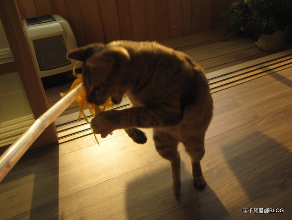 第三隻逗貓棒